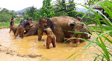 Thailande Camp des éléphants Kanchanburi