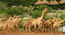 Safari Wolrd Zoo Bangkok