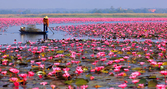 Thailande fleur de Lotus